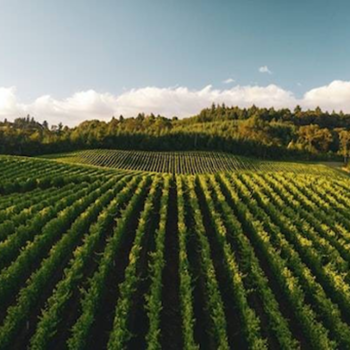 Kunci Tanah Subur untuk Ketahanan Pangan di Era Modern