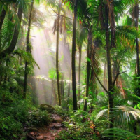PERJALANAN MENJELAJAHI BIODIVERSITAS HUTAN HUJAN TROPIS SEBAGAI RUMAH BAGI JUTAAN SPESIES DI INDONESIA