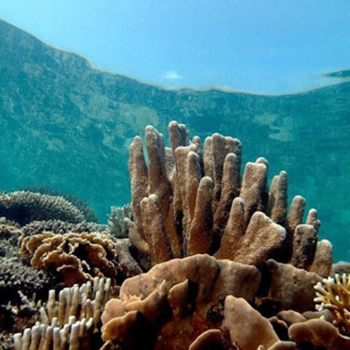 RUSAKNYA BIODIVERSITAS LAUT : TERUMBU KARANG TERANCAM MEMUTIH DAN HILANG