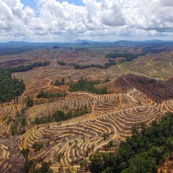 Pemahaman mengenai Deforestasi dan Ancaman Utama untuk Keanekaragaman Hayati