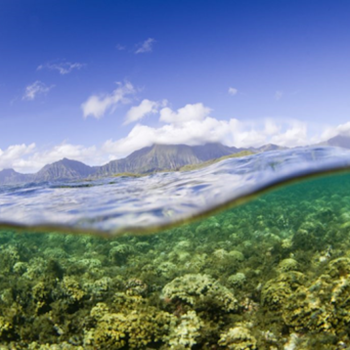 Spesies Invasif: Ancaman Tersembunyi bagi Keanekaragaman Hayati