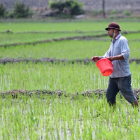 Strategi Petani dalam Menghadapi Musim Hujan