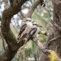 Pentingnya Melestarikan Biodiversitas