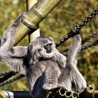 Ancaman Punahnya Satwa Jawa Barat: Owa Jawa