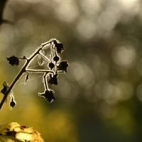 Krisis Keanekaragaman Hayati di Indonesia