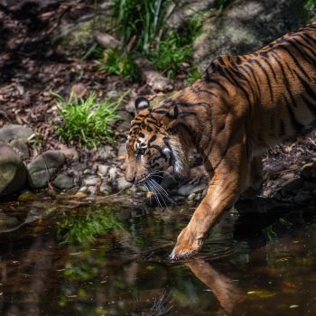 Harimau Sumatera: yang Kian Terancam Punah