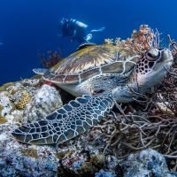 Eksplorasi Kekayaan dan Kecantikan Biota Laut