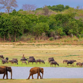 Penemuan Spesies Unik yang Mengubah Pemahaman Kita tentang Keanekaragaman Hayati