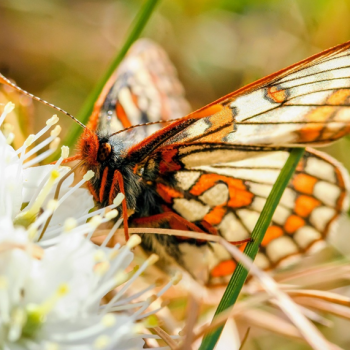 Krisis Serangga di Hutan Tropis Indonesia