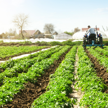 Pertanian Organik: Tren atau Solusi?