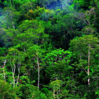 Hutan Tropis, Paru-paru Dunia yang Terancam