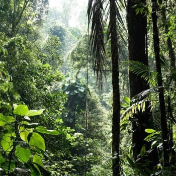 Indonesia, Surga Keanekaragaman Hayati Dunia