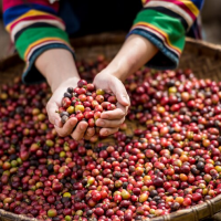 5 Cara Petani Kopi Lokal Menjaga Alam dan Kualitas Panen
