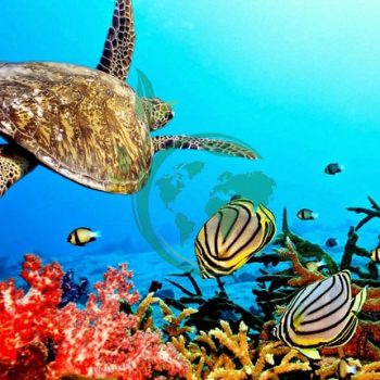 5 Spesies Laut Indonesia yang Jarang Terlihat, Apa Saja?