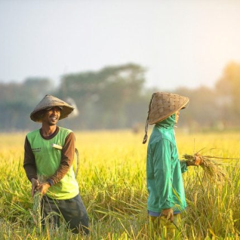 Hari Tani Nasional 2025: Sejarah, Tantangan, dan Harapan Petani