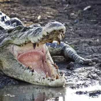 Serangan Buaya di Indonesia Meningkat pada Tahun 2025