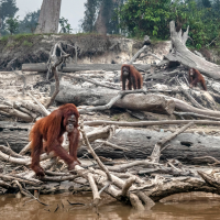 Biodiversity Loss: Krisis yang Tak Terdengar