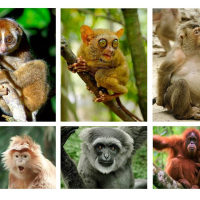Hari Primata Indonesia: Kenali Primata Unik Nusantara Sebelum Terlambat
