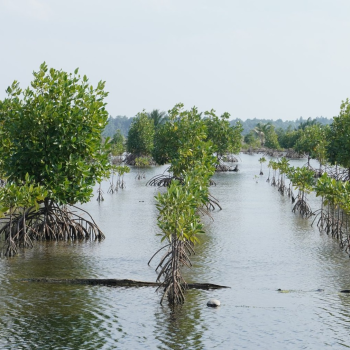Hari Lahan Basah Sedunia: Pelestarian Ekosistem untuk Masa Depan Berkelanjutan